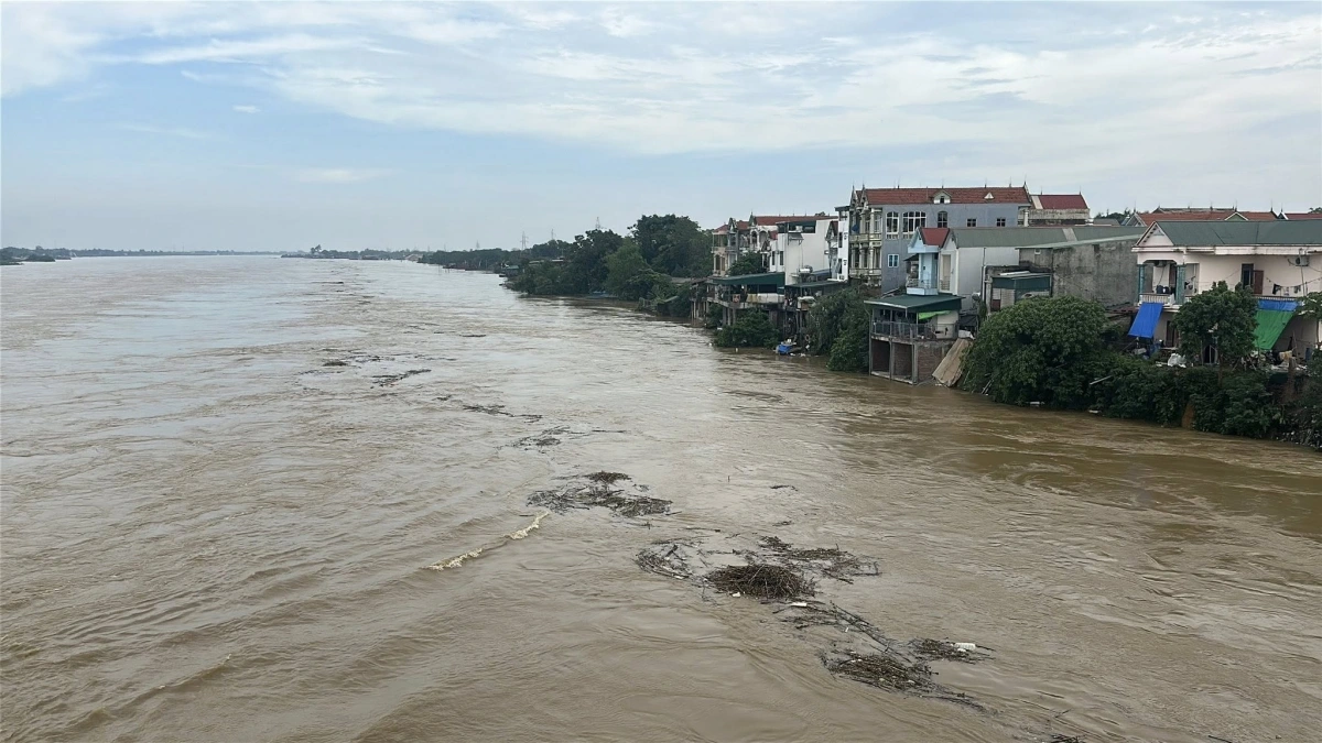 Nước tiếp tục dâng cao dọc sông Lô, khiến cho nhiều diện tích cây cối đang bị ngập sâu. Ảnh PTO.