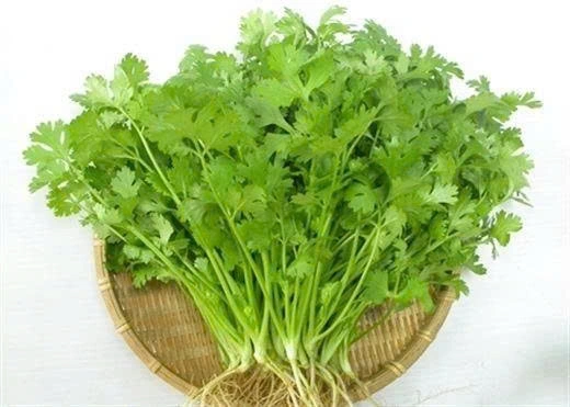 Rau mùi không chỉ là gia vị quen thuộc trong nhiều món ăn mà còn là nguồn dưỡng chất quý giá