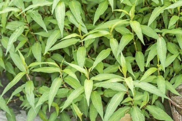 Rau răm là loại gia vị dân dã vừa ngon, vừa có lợi cho sức khỏe nếu dùng đúng cách