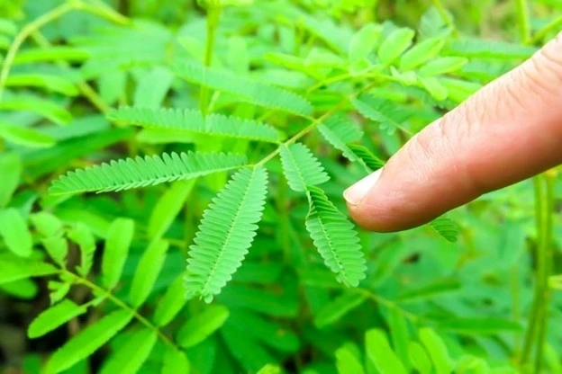 Cây xấu hổ có thể đem lại nhiều lợi ích sức khỏe đáng kinh ngạc. Ảnh: Shutter Stock