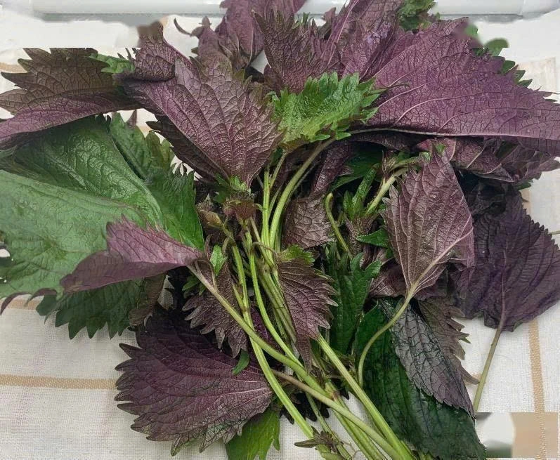 Kết hợp lá tía tô trong chế độ ăn, sinh hoạt hàng ngày không chỉ giúp tăng sức đề kháng, thanh lọc cơ thể, mà còn góp phần phòng ngừa nhiều bệnh lý mạn tính