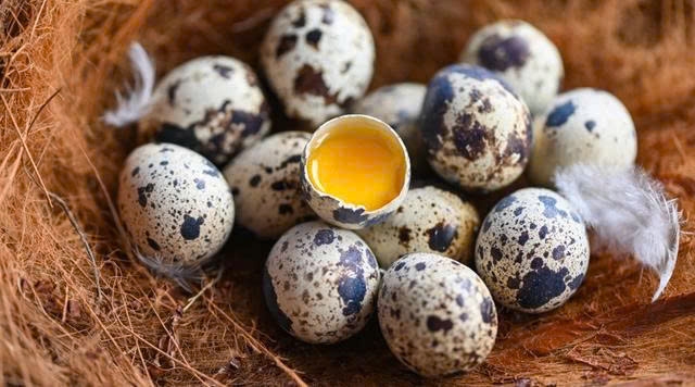 Với kích thước nhỏ nhưng giá trị dinh dưỡng lớn, trứng chim cút là thực phẩm giàu năng lượng, tốt cho sức khỏe và dễ chế biến