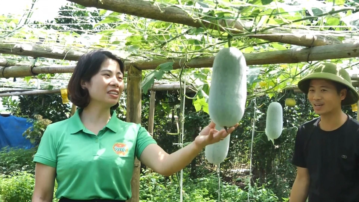 Vườn bí thơm trĩu quả nhà anh Đỗ Thanh Bình