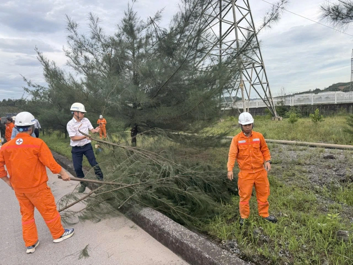 Cắt tỉa cây xanh phòng chống bão