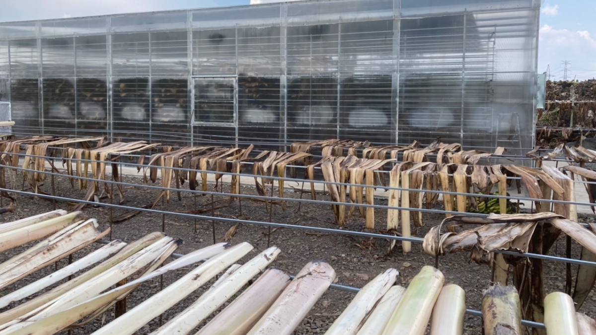 Hợp tác xã chuối Thanh Bình chú trọng nông nghiệp tuần hoàn, tận dụng phế phẩm nông nghiệp