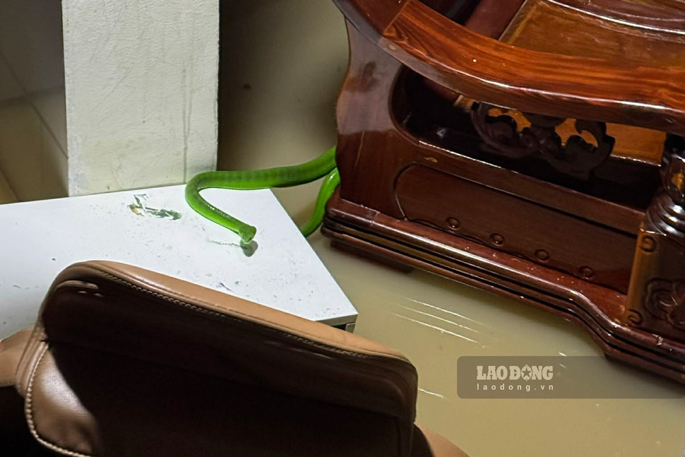Rắn rết theo nước lũ tràn vào nhà dân (Ảnh: Lao động)