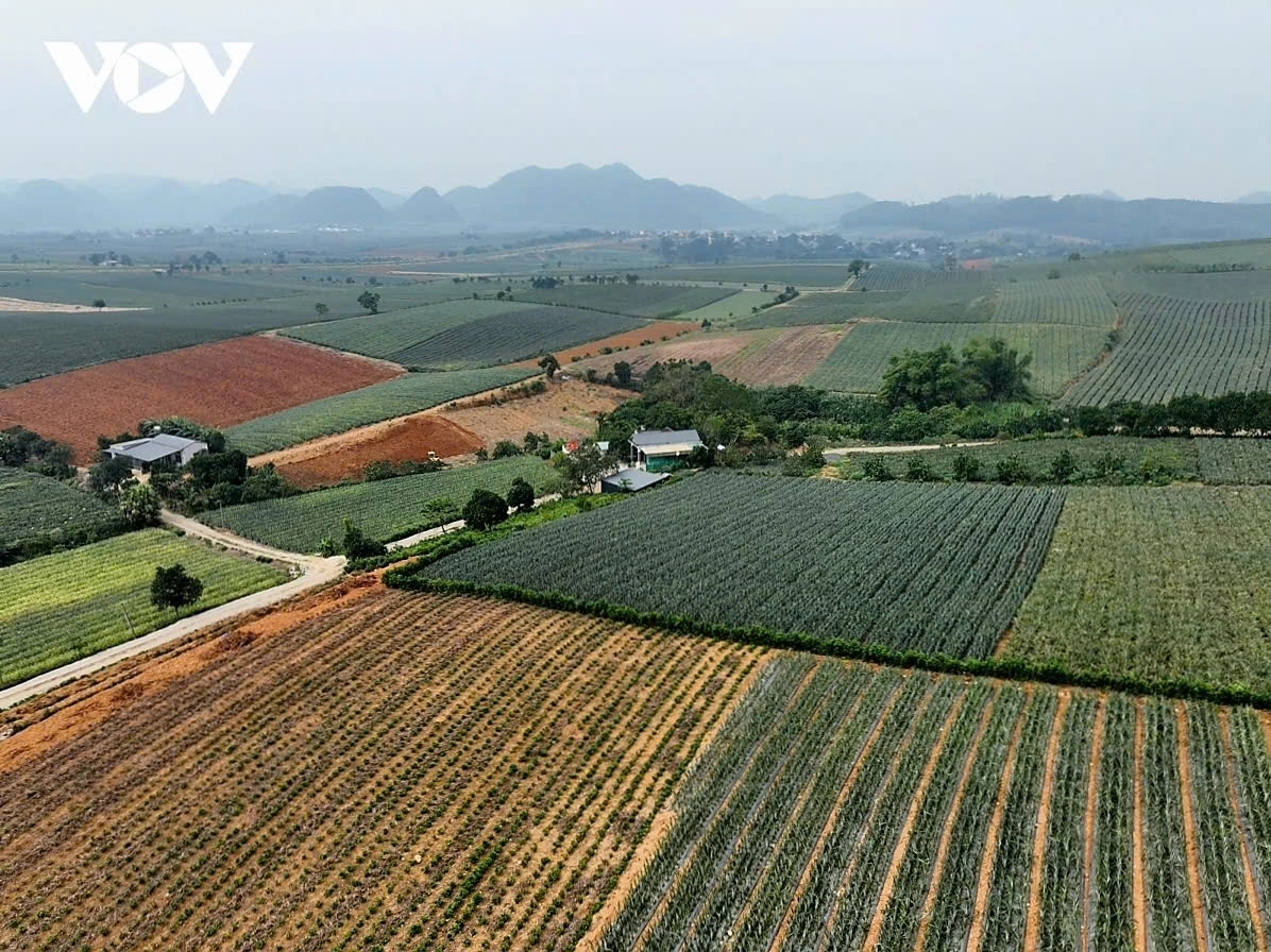 Nhờ điều kiện khí hậu thuận lợi và thổ nhưỡng đặc trưng, cây dứa nhanh chóng thích nghi và trở thành cây trồng chủ lực ở Đồng Giao. Người dân nơi đây vừa gìn giữ kinh nghiệm truyền thống, vừa ứng dụng kỹ thuật hiện đại, giúp dứa cho quả quanh năm, năng suất cao và hương vị đặc trưng phục vụ chế biến, xuất khẩu.