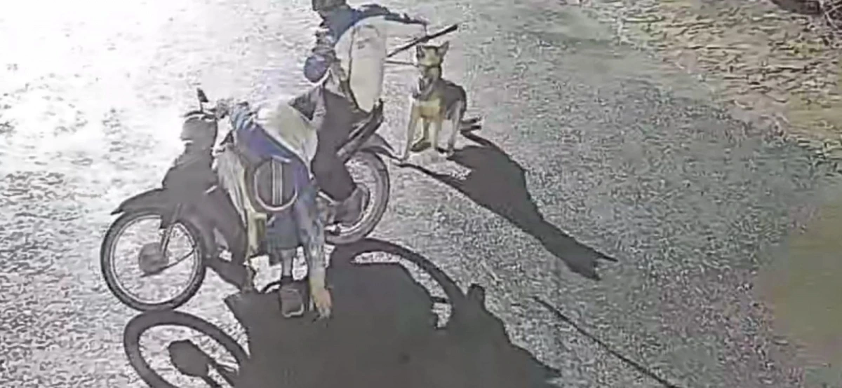 Các đối tượng trộm cắp chó thường hoạt động từ 0h đến 5h sáng.