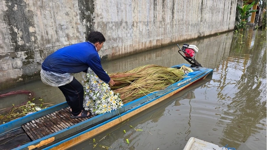 Anh Nguyễn Văn Hiệp thu hoạch bông súng ma sau một đêm, công việc vất vả nhưng mang lại thu nhập ổn định giữa mùa nước nổi