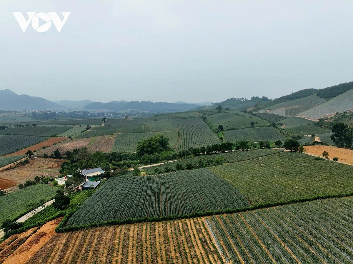 Cây dứa Đồng Giao thích nghi với thổ nhưỡng bán sơn địa độc đáo, tạo ra vị ngọt đậm, không xơ và hương thơm đặc trưng.