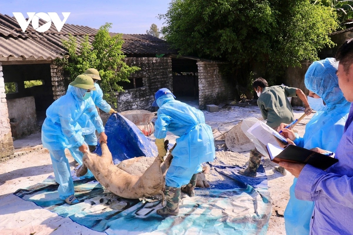 UBND tỉnh Ninh Bình yêu cầu các địa phương và sở, ngành liên quan triển khai quyết liệt các biện pháp phòng, chống, khống chế dịch bệnh.