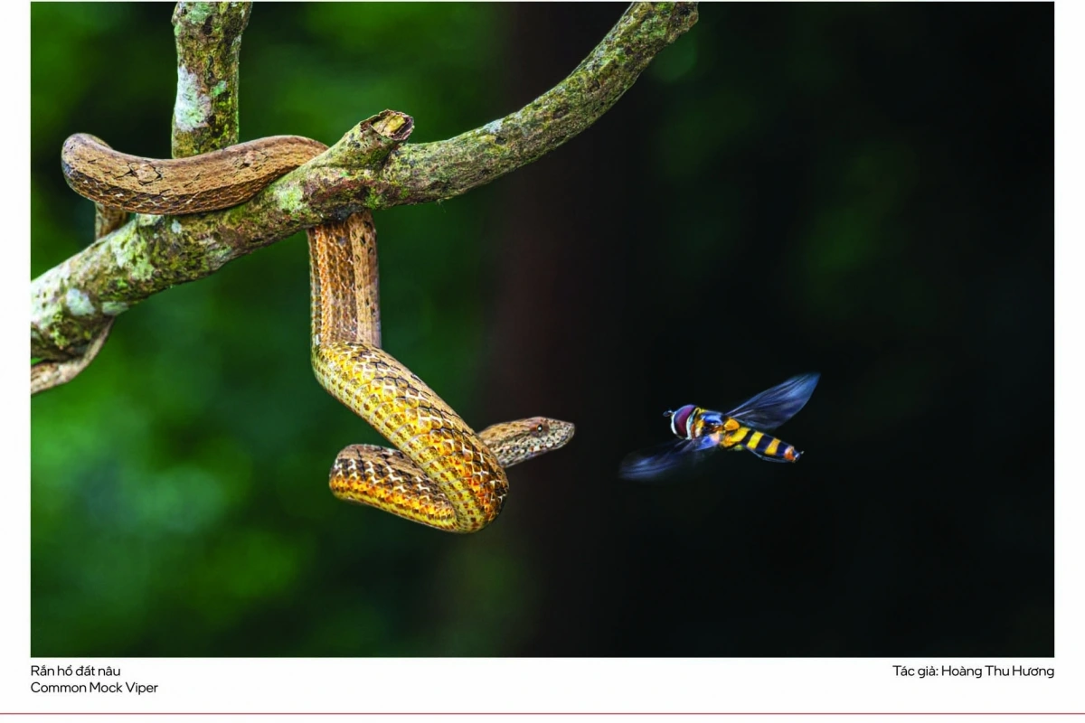 Sự kiện cũng góp phần thúc đẩy xu hướng “nhiếp ảnh có trách nhiệm”, giúp công chúng hiểu rằng chụp ảnh thiên nhiên không chỉ là sáng tạo nghệ thuật mà còn là hành động bảo vệ môi trường.