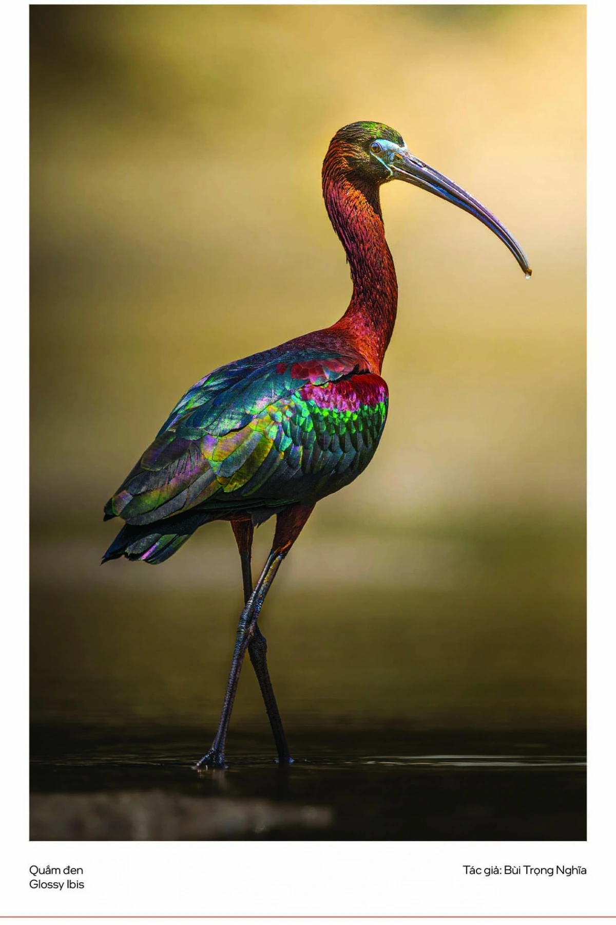 Triển lãm do WildTour, Câu lạc bộ Nhiếp ảnh Thiên nhiên Việt Nam (VWPC) và BirdLife International đồng tổ chức, với sự hỗ trợ của Hội Nhiếp ảnh TP.HCM (HOPA).