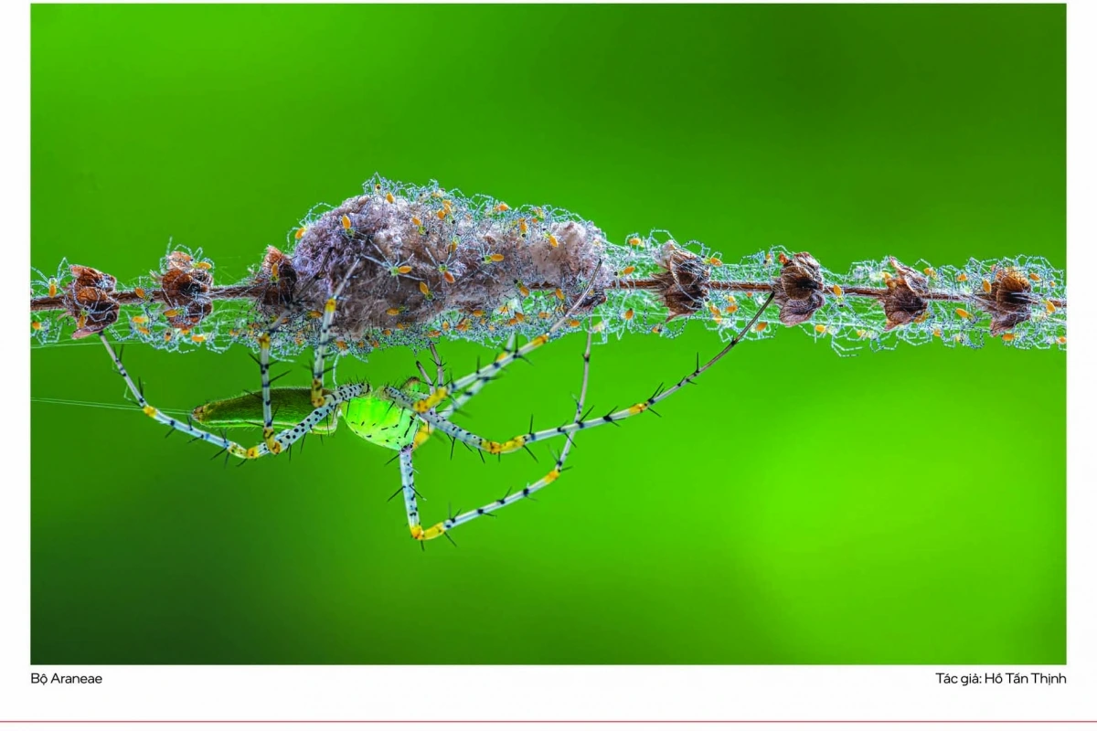 Các thể loại gồm: 55 ảnh chim, 12 ảnh thú, 10 ảnh bò sát – lưỡng cư, 13 ảnh macro côn trùng. Ngoài ra, triển lãm còn trao 8 giải thưởng, trong đó có 4 giải Nhất cho từng thể loại và 4 giải Ấn tượng do các đơn vị tài trợ bình chọn.