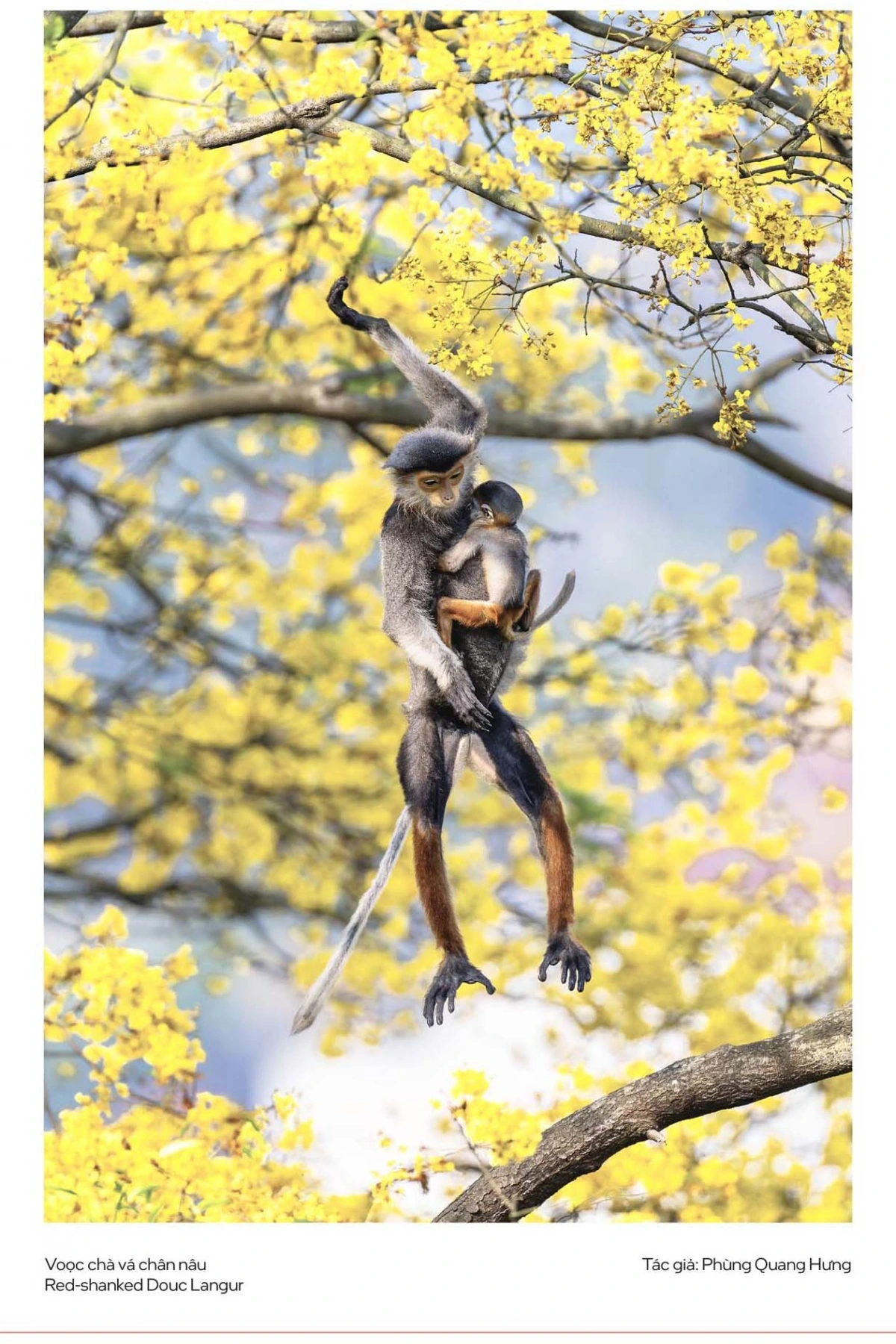 “Chúng tôi nhận được rất nhiều tác phẩm chất lượng, thể hiện niềm đam mê và trách nhiệm của cộng đồng nhiếp ảnh thiên nhiên. Tuy chưa có ảnh đạt giải đặc biệt, nhưng chất lượng đồng đều và tính xác thực sinh học rất cao", ông Võ Quốc Thuần, Phó Chủ nhiệm VWPC, đại diện Ban tổ chức cho biết.