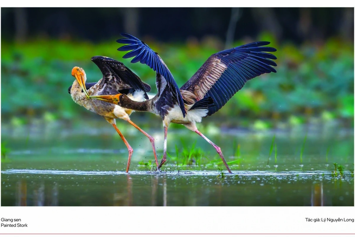 “Vũ điệu từ thiên nhiên” không chỉ là triển lãm nghệ thuật, mà còn là hoạt động mang ý nghĩa giáo dục và bảo tồn. Các tác phẩm được thẩm định kỹ lưỡng về mặt nhận diện loài, câu chuyện bảo tồn và đạo đức trong nhiếp ảnh – tôn trọng sinh cảnh, không mồi nhử hay quấy rối động vật.