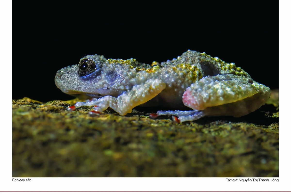 “Triển lãm năm nay cho thấy góc nhìn đa dạng và sâu sắc hơn về thiên nhiên Việt Nam, từ các loài biểu tượng đến những nhóm ít được chú ý nhưng đóng vai trò quan trọng trong hệ sinh thái", ông Nguyễn Hoài Bảo, Giám đốc WildTour, đồng Trưởng Ban tổ chức, chia sẻ.