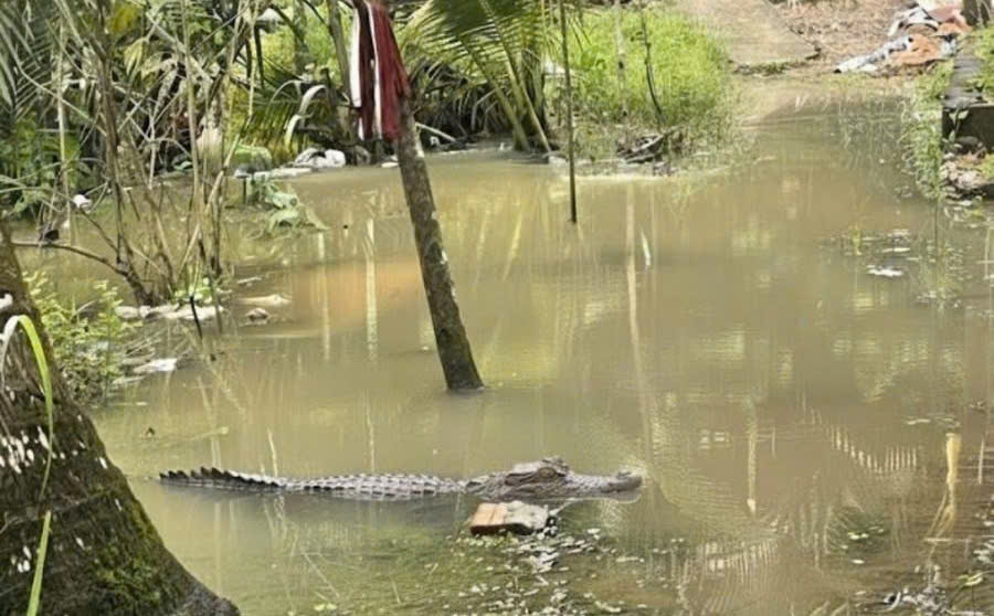 Hình ảnh cá sấu do người dân chụp ở vườn nhà