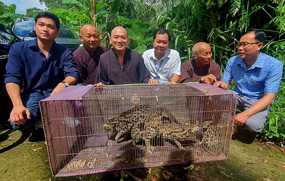 Các cá thể mèo quý hiếm đã được thả về môi trường tự nhiên.