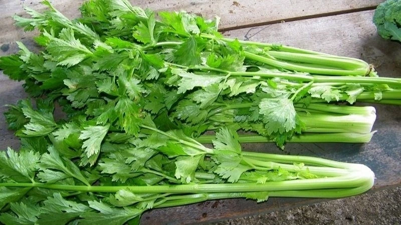 Cần tây là loại rau giàu dinh dưỡng, cung cấp chất xơ, vitamin và chất chống oxy hóa có lợi cho sức khỏe tim mạch, thần kinh và tiêu hóa