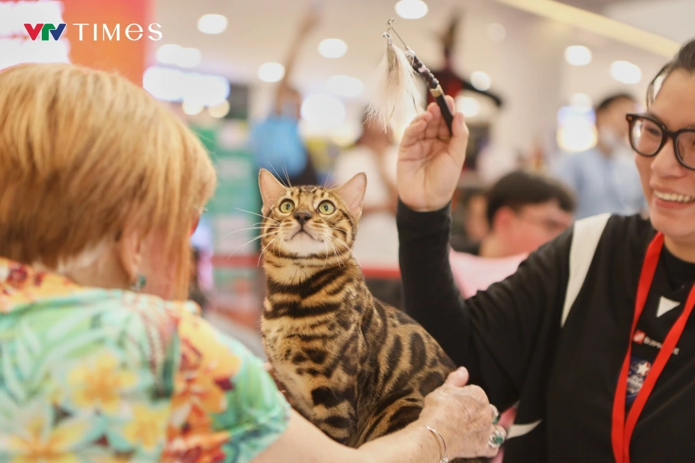The competition, named the WCF (World Cat Federation) International Jubilee Cat Show 2025, aims to honor local and international cat owners and professional cat breeders as well as promoting animal welfare.