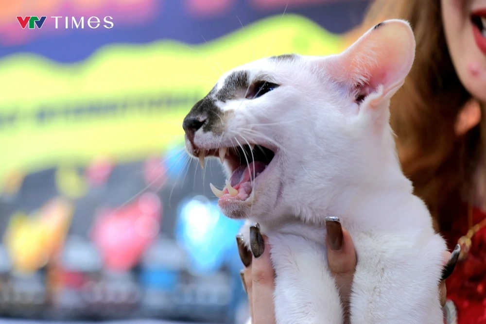 The photo shows Naomi, a traditional Thai Siamese cat, known for its distinctive dark birthmark on its face and its uniquely "oddly charming" expression, which delights many people. Thanks to his striking appearance and a series of humorous photos that once went viral on social media, Naomi is now valued at over VND 400 million (approximately US$16,000).