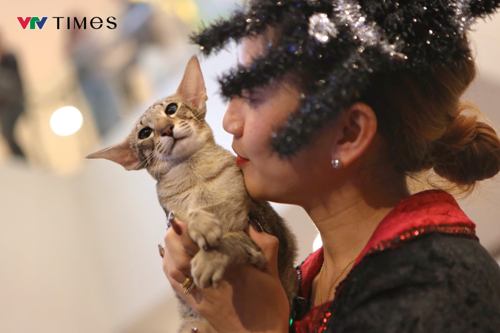 Paradise, Naomi’s wife, is an elegant and slender Oriental cat. She is among the most notable contestants of this year’s show, having previously won several titles at WCF international competitions, including “Best Oriental Cat” and “Best Medium-Sized Cat.”
