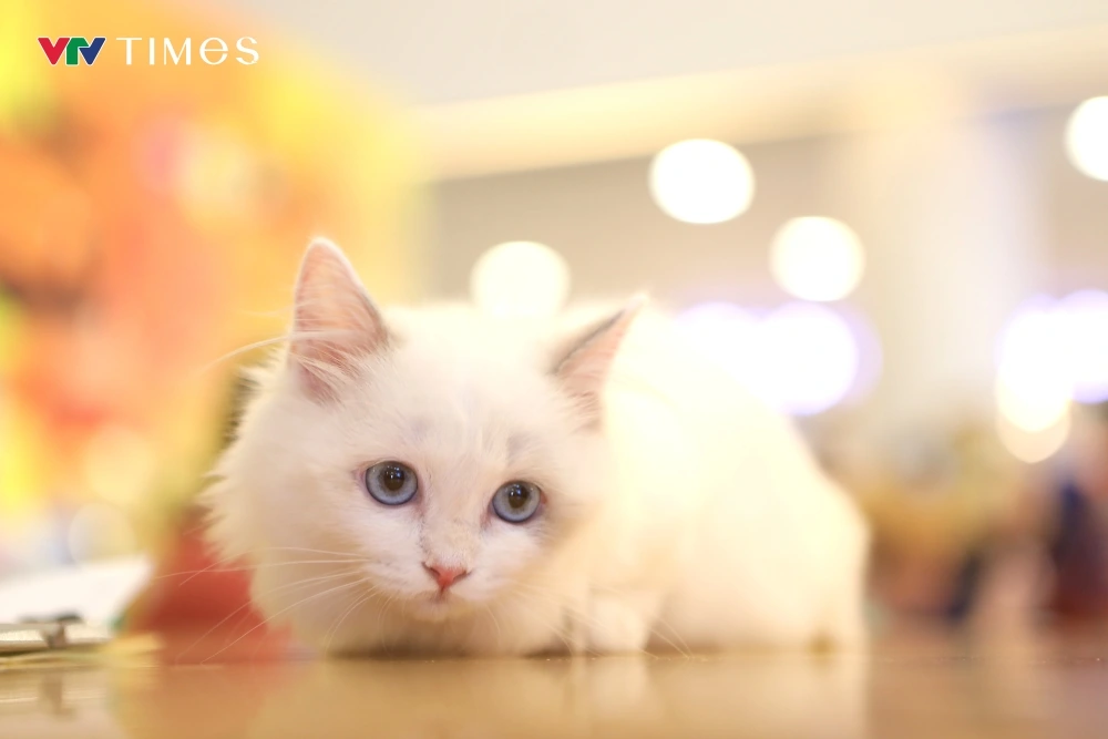 A booth of Tran Dang Quang from Hanoi showcases a group of Golden kittens. He revealed that his pet is the only golden cat in Vietnam to have ever won the Best General title in the WCF system. Quang stressed that offspring of the champion are sold for between VND10 million and VND40 million (approximately US$400–US$1,600).