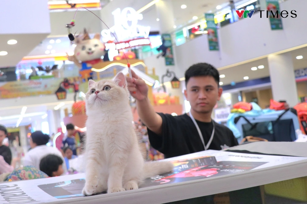 Saturday Hayden, a Longhair British cat from Thailand, impressively wins the title of Miss International Cat 2025