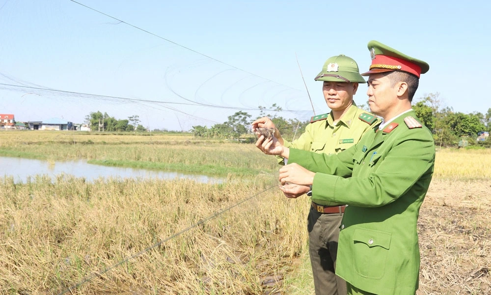Lực lượng chức năng tháo gỡ lưới dùng để bẫy, bắt chim hoang dã trái phép tại phường Việt Yên
