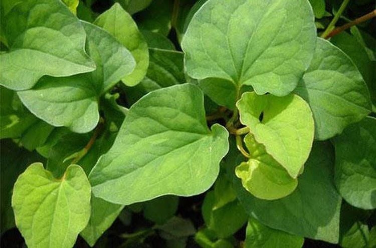 Rau diếp cá không chỉ là loại rau thơm quen thuộc trong bữa ăn mà còn là “thần dược” cho làn da bị mụn