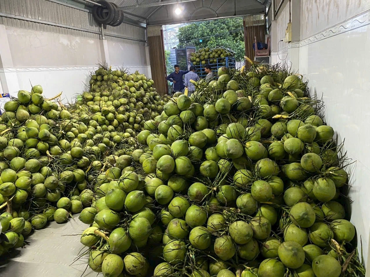 Vào mùa lũ, trái dừa tươi rớt giá mạnh