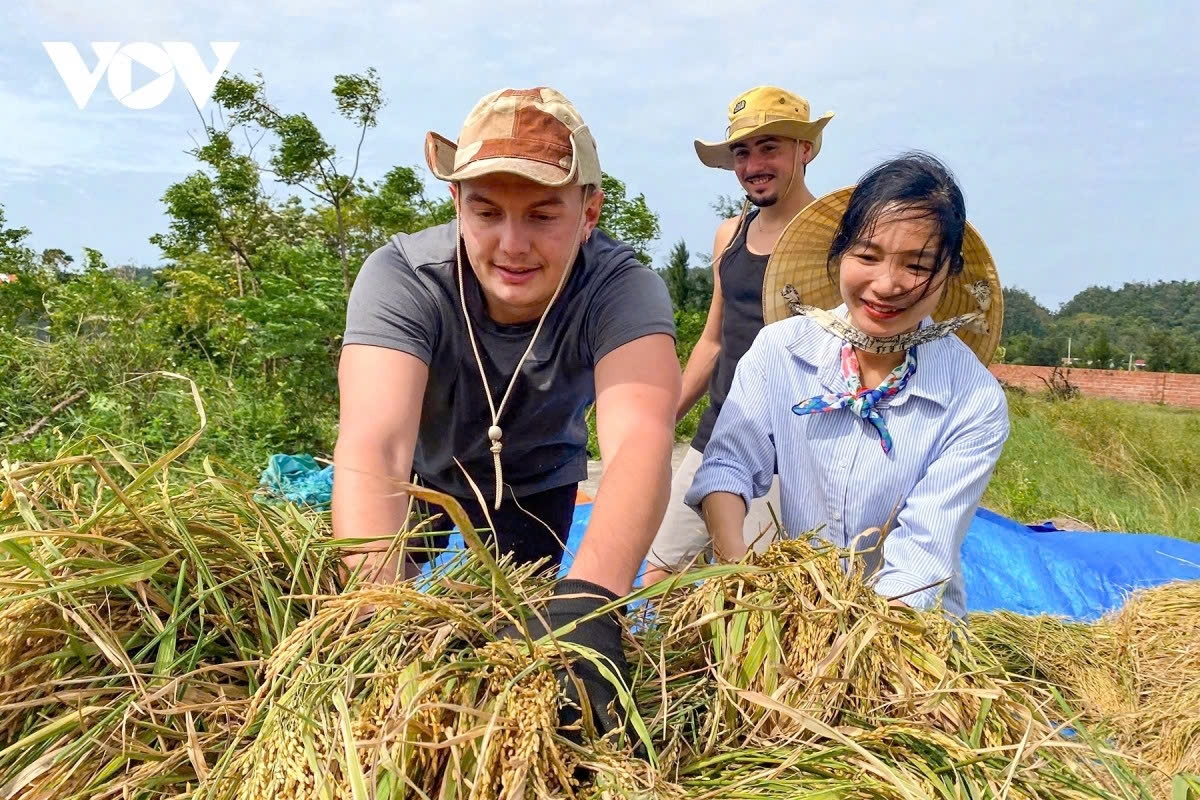 French tourist Loic Pesquerl and his friend Antoine Habert have spent memorable moments harvesting rice and plowing fields with local farmers in Hai Tien hamlet, Co To Special Zone.