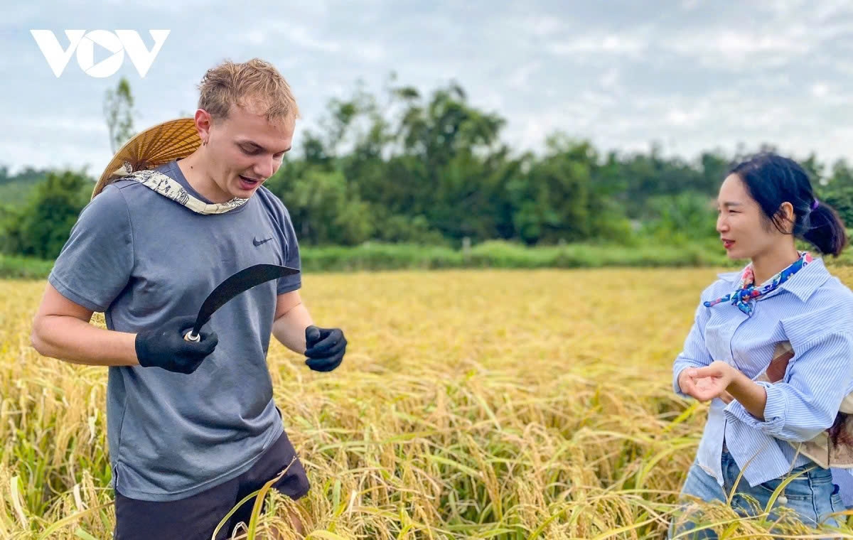 The French man is a bit confused the first time he holds the sickle. However, his experience as a farmer on Co To quickly turns into a wonderful adventure. Using the sickle to harvest rice, he gains deeper understanding of farmers’ daily lives. “This experience is more amazing than any other tour I’ve ever joined,” he shares.