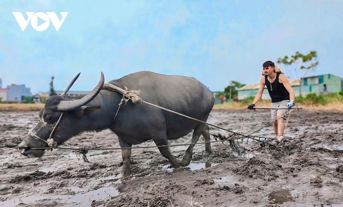 Apart from harvesting rice, Loic Pesquerl and Antoine Habert are guided to plow the fields with buffalo, experiencing the daily life of local islanders.