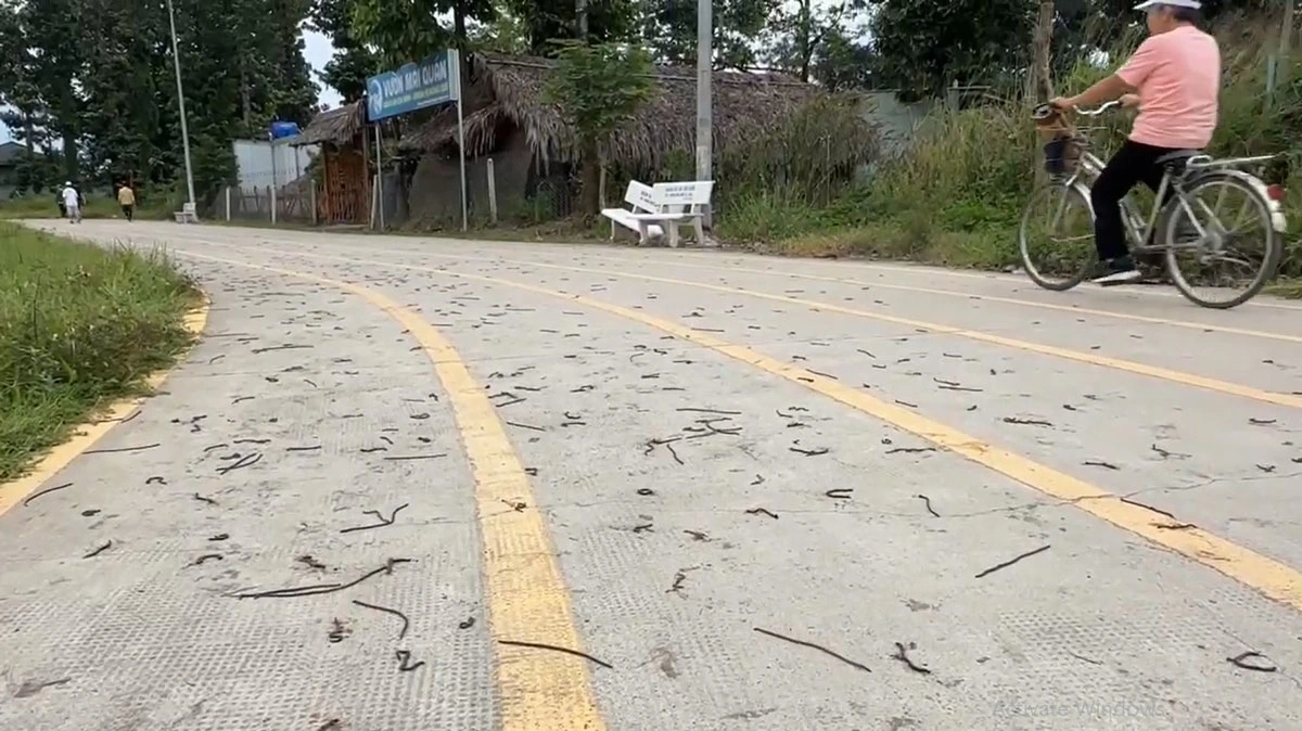 Người dân cũng hoảng hốt khi thấy giun đất quá nhiều