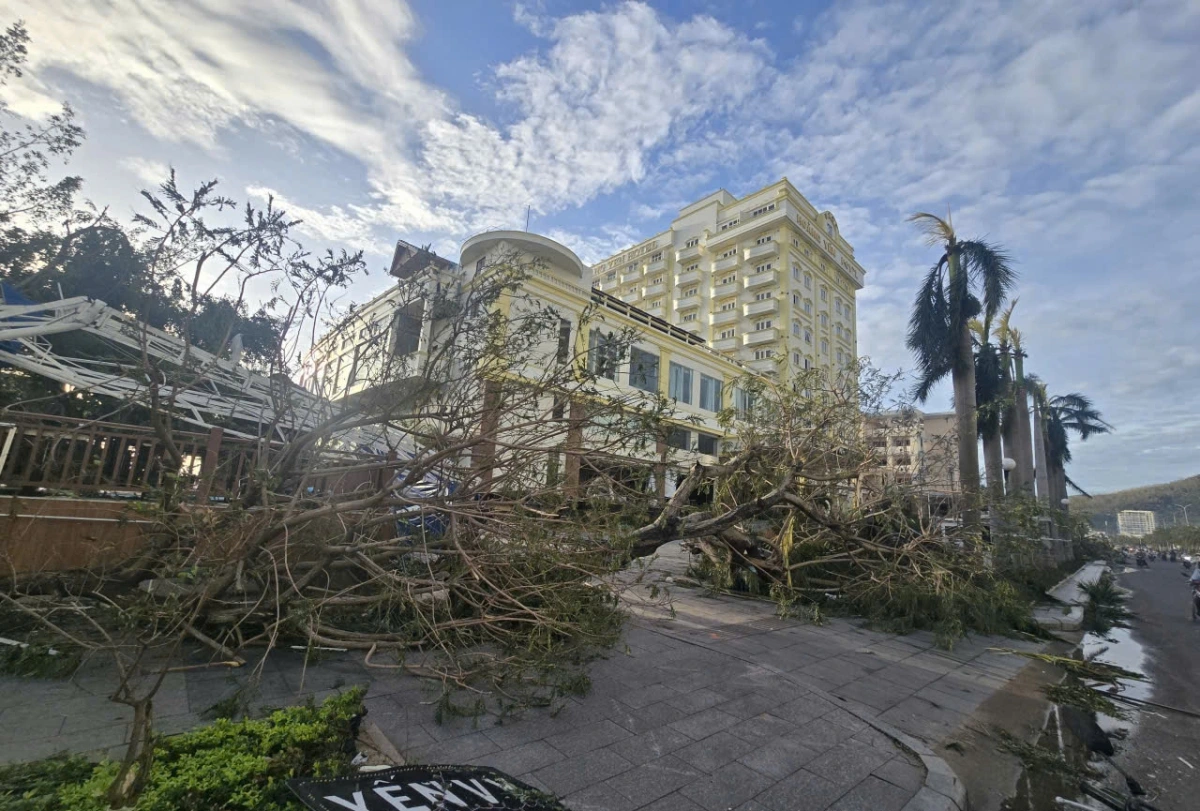 Cây cối đổ rạp bên đường