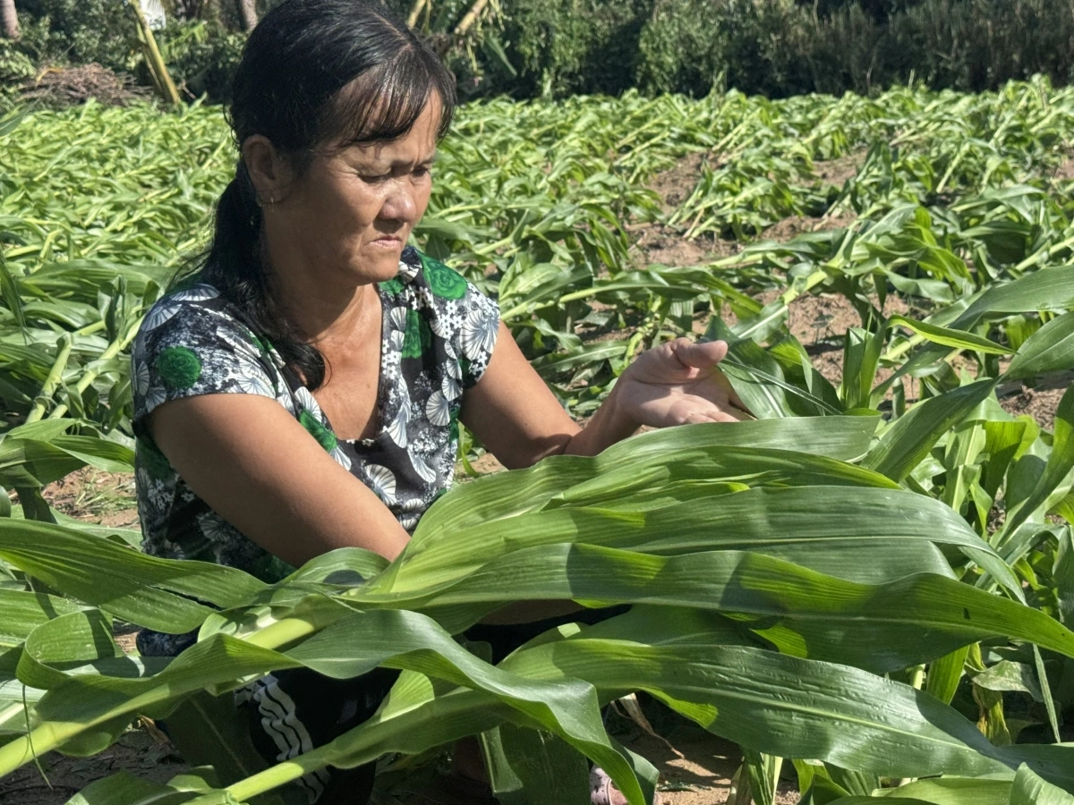 Cây cối hoa màu của bà con các xã miền núi phía đông tỉnh Đắk Lắk như Xuân Thọ, Phú Mỡ và Đồng Xuân bị bão số 13 tàn phá, gây thiệt hại nặng nề.