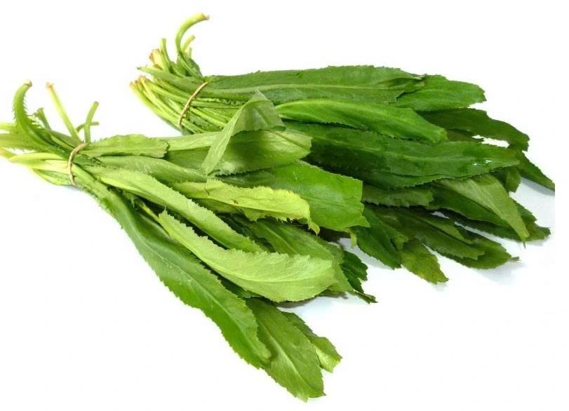 Mùi tàu được sử dụng trong y học cổ truyền và hiện đại như một vị thuốc mang lại nhiều lợi ích cho sức khỏe