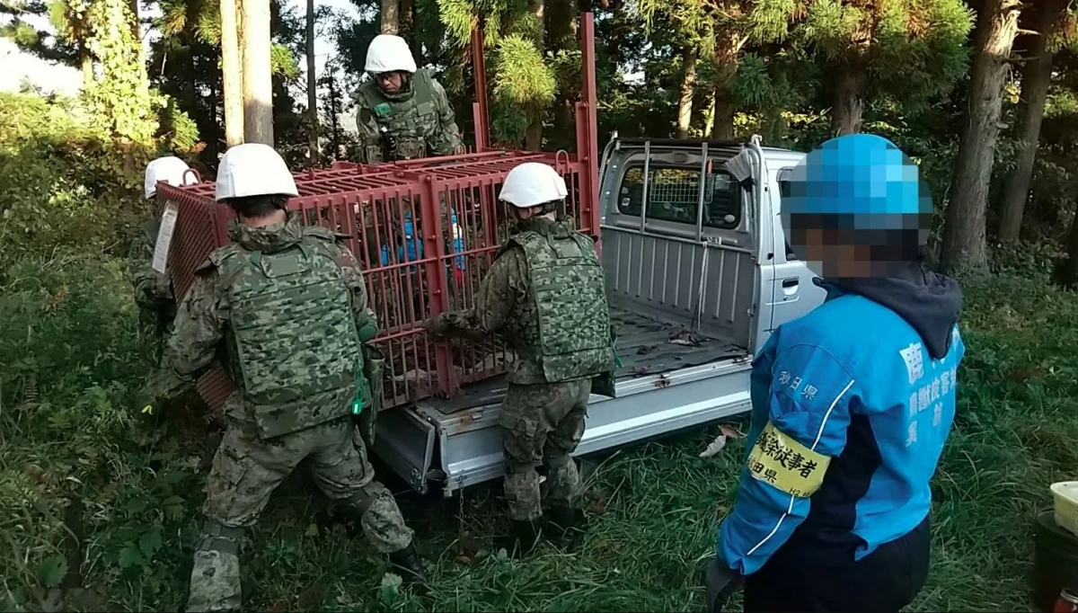 Lực lượng Phòng vệ Mặt đất Nhật Bản giúp vận chuyển và đặt bẫy gấu ở thành phố Kazuno, tỉnh Akita ngày 5/11/2025. Ảnh: Lực lượng Phòng vệ Mặt đất Nhật Bản