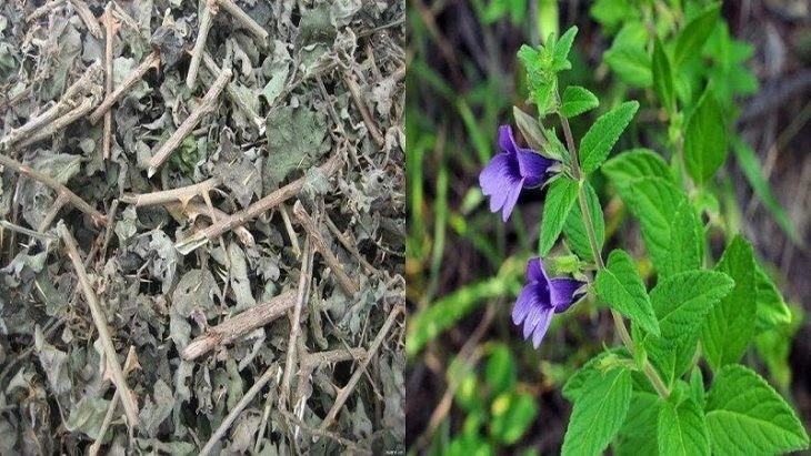 Cây nhân trần là vị thuốc quý của Đông y, giúp thanh nhiệt, giải độc, hỗ trợ gan và cải thiện sức khỏe tổng thể