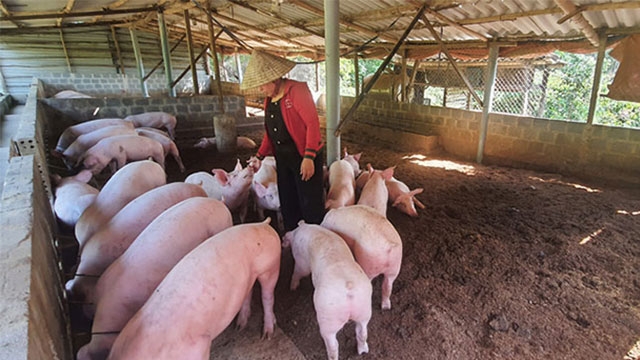 Kiểm tra phản ánh chăn lợn trong cụm công nghiệp ở Bắc Ninh gây ô nhiễm (Ảnh minh hoạ)