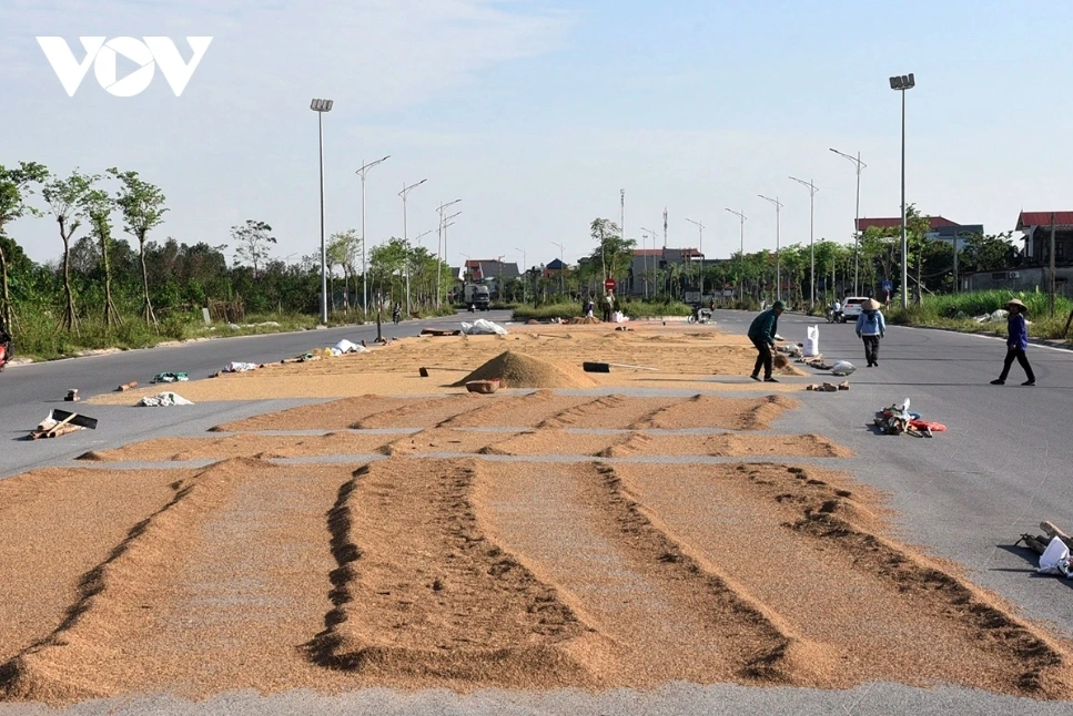 Hành vi phơi thóc, rơm rạ trên đường và hành vi đặt gạch đá, cành cây hoặc các vật cản khác trên đường để cảnh báo chỗ phơi thóc đều là các hành vi bị nghiêm cấm.