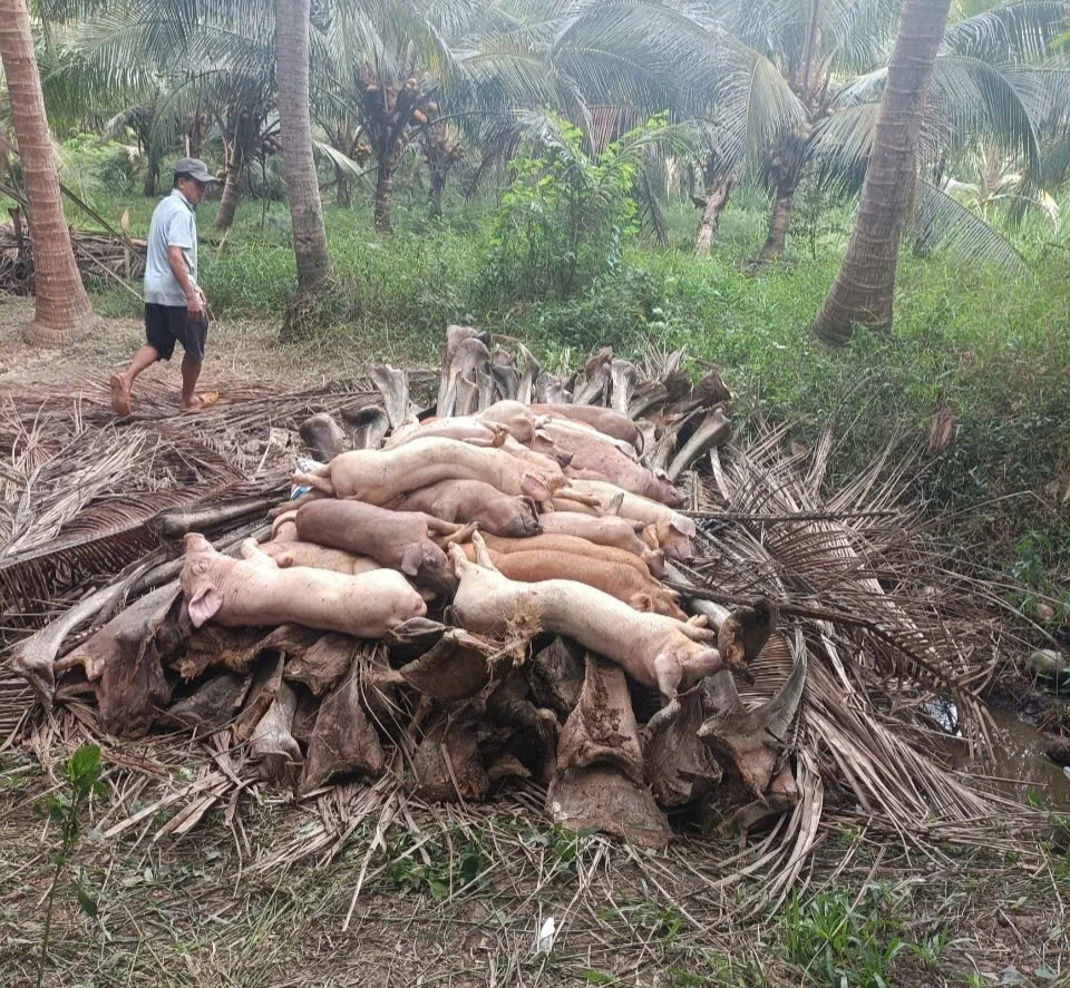 Tiêu hủy số heo bệnh là biện pháp cần thiết để khống chế dịch bệnh bùng phát (Ảnh: MH)