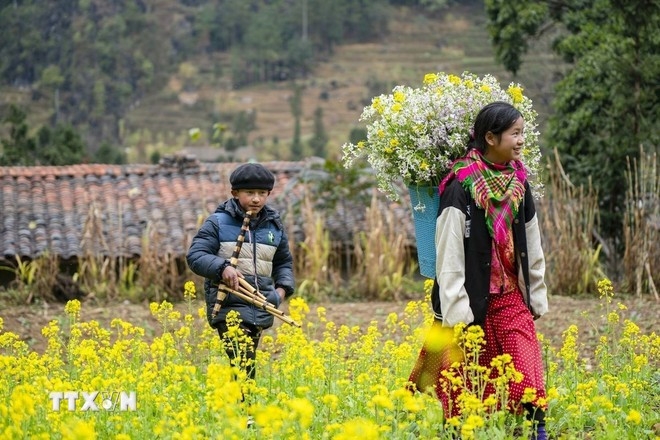 Brilliant mustard blossoms.
