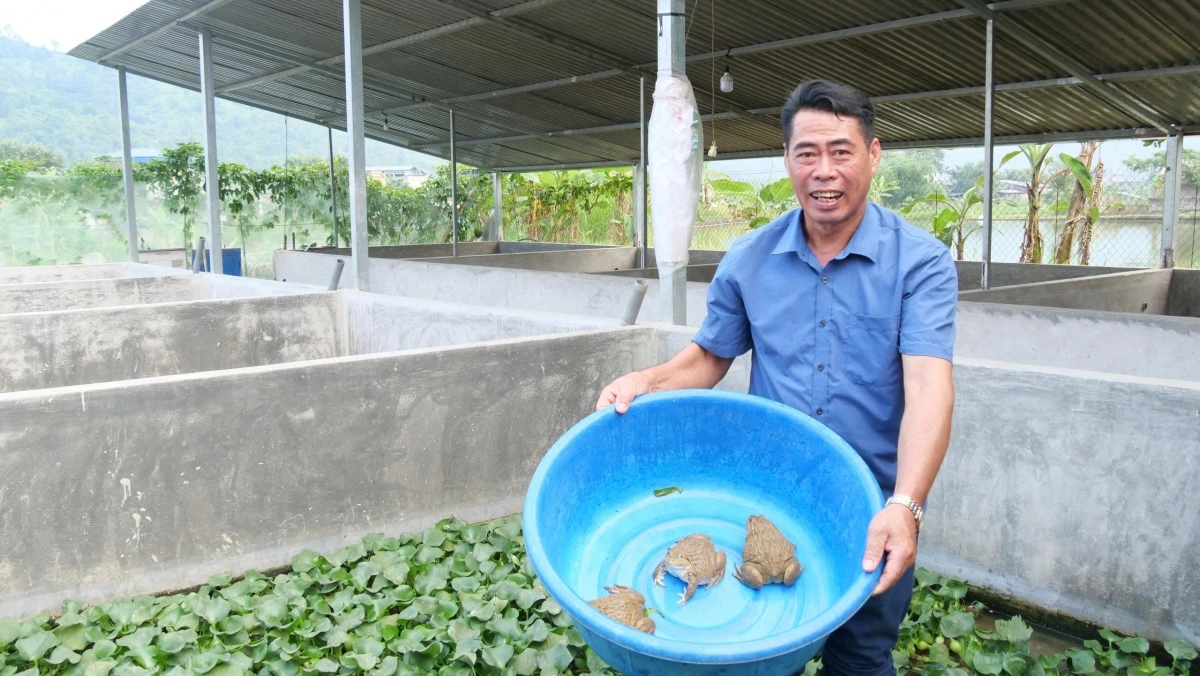 Mô hình nuôi ếch của Trưởng thôn Lý A Sìn mở ra một hướng đi kinh tế bền vững cho bà con Làng Kim