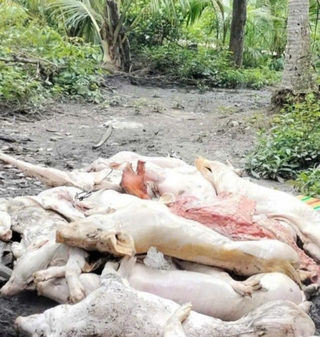 Lượng thịt heo tại các lò giết mổ tại xã Nhuận Phú Tân có mùi hôi thối nghi nhiễm bệnh