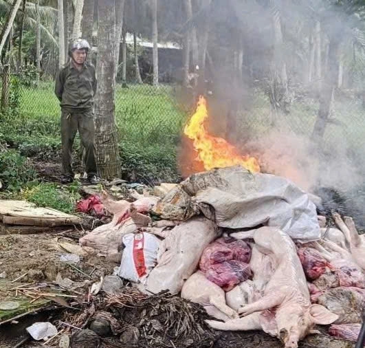 Toàn bộ số thịt heo nghi nhiễm bệnh đã được tiêu hủy đúng quy định