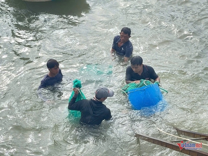 Do thu hoạch gấp, một lượng lớn tôm bị chết do sốc nước. Ảnh: Trần Hoàn