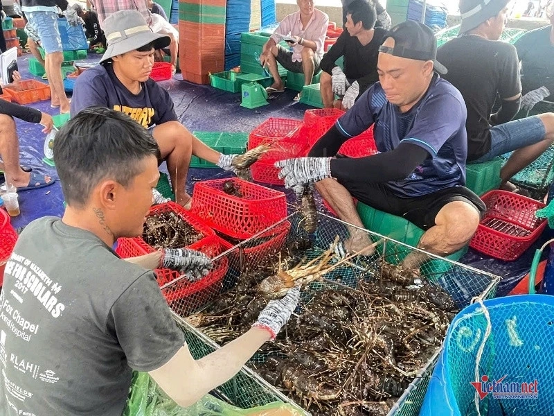 Tôm hùm thu hoạch sớm khiến người dân thiệt thòi vì bị mất giá. Ảnh: Trần Hoàn